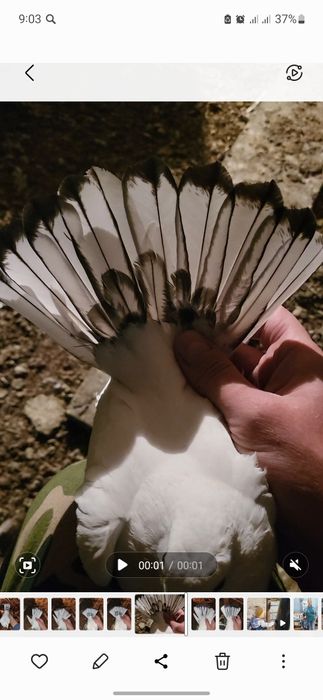 Голуби птица Персы