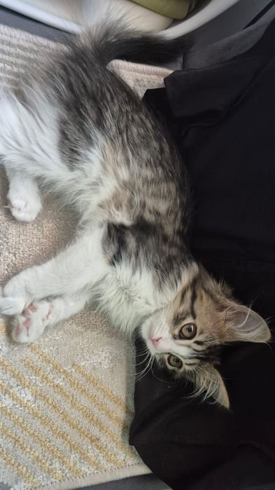 Котенок домашний
