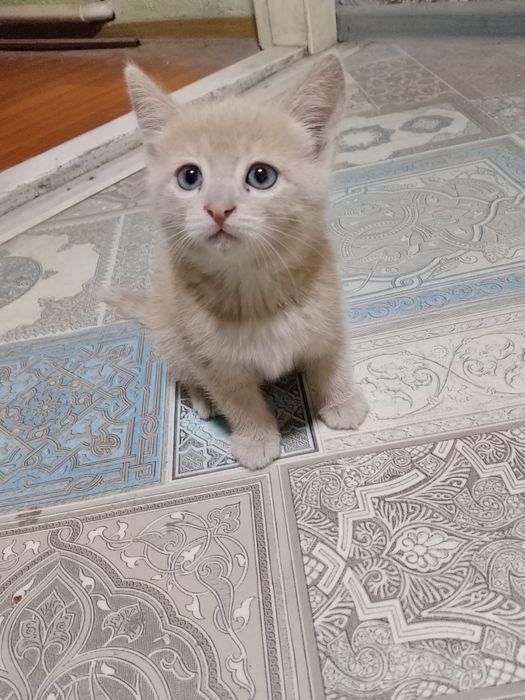 Отдам кошку и котёнка