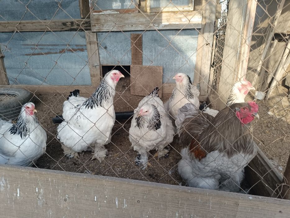 Инкубационное яйцо.