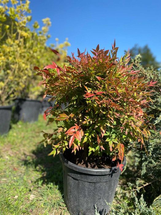 Transformă-ți Grădina – Plante Aclimatizate de Top