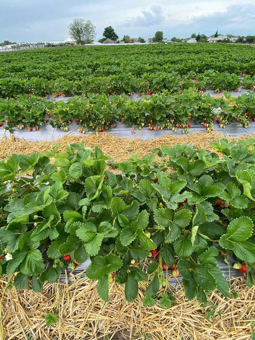 capsuni remontante albion