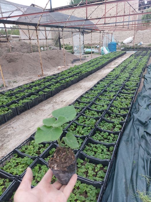 Павлония М1 бор Pavlovniya FTE bor