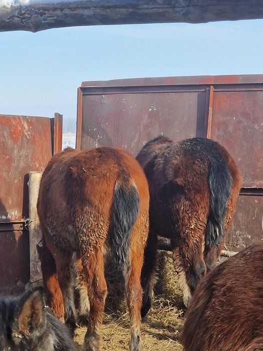 Продам лошадей с откорма 18 голов