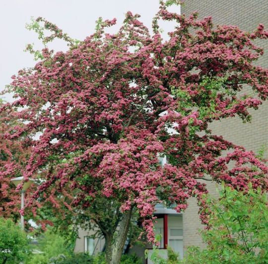 Păducel Paul's Scarlet Cu Flori Roși