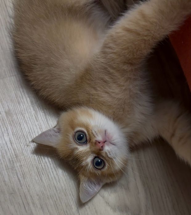 Продам британских котят