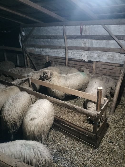 Vand berbec de doi ani