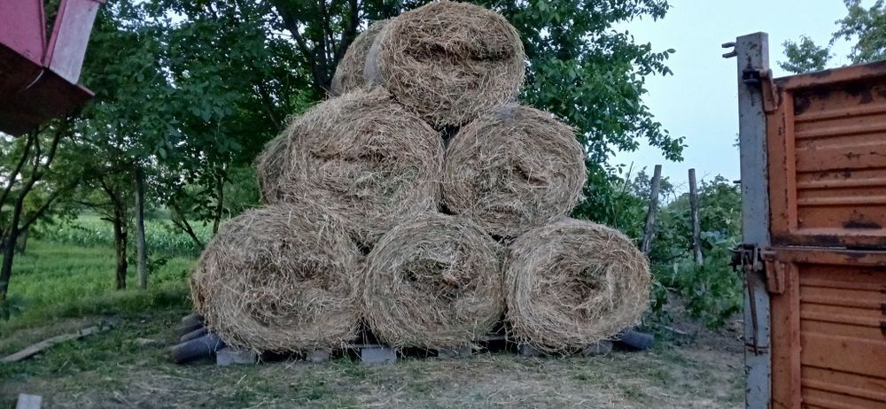 Baloti rotunzi lucerna