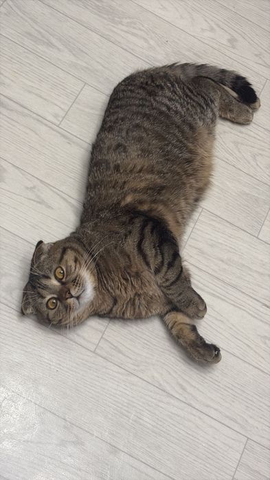 Вислоухая шотландская кошка