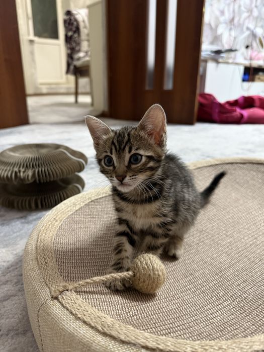 Бенгальские котята девочки