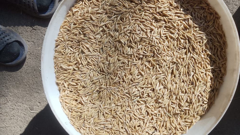 Vand ovaz de semanat