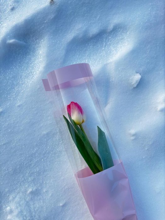 Тюльпаны по 800тг