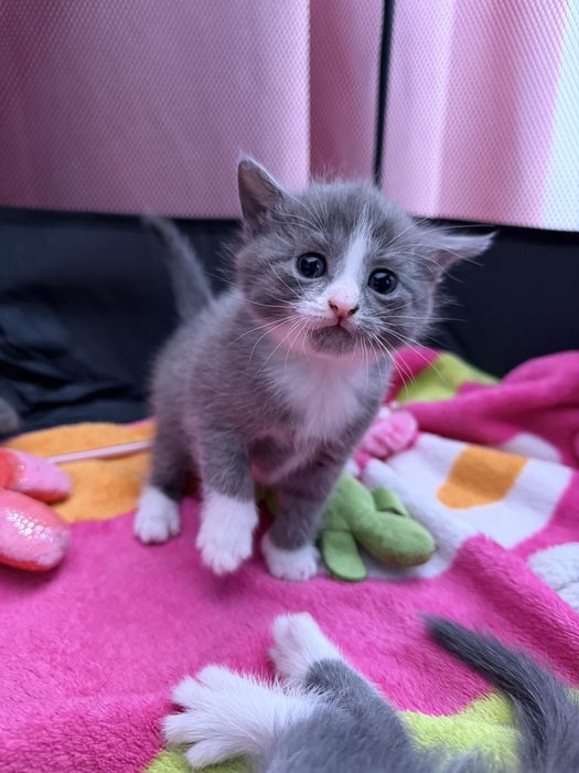 Отдам котенка в добрые руки