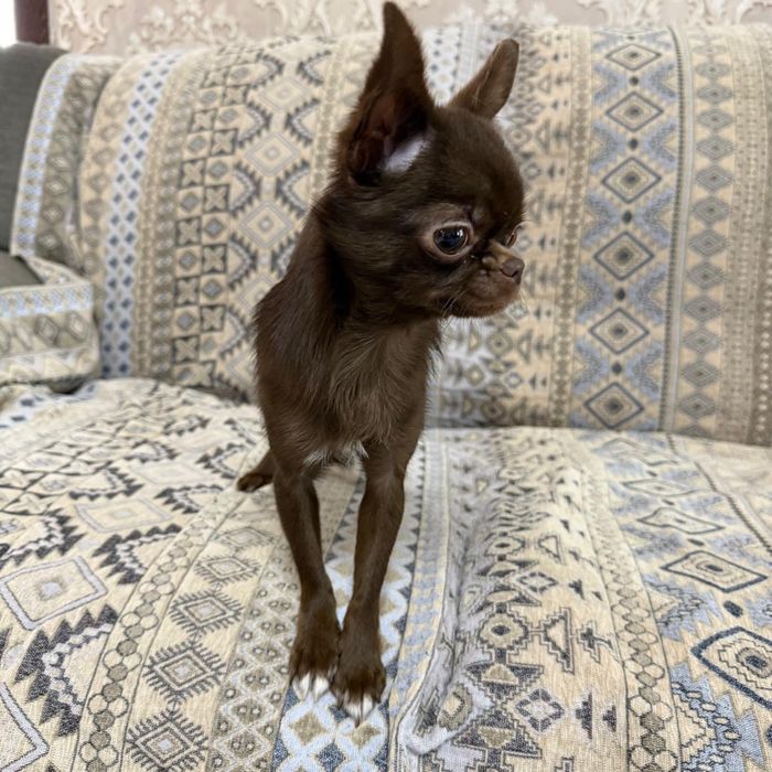 Продам чихуахуа.