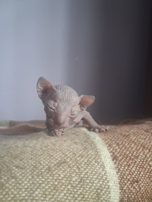 Бронь котят канадские сфинксы