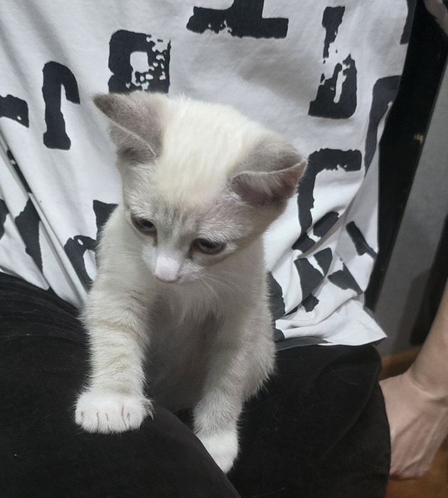 Отдам котенка ( девочка