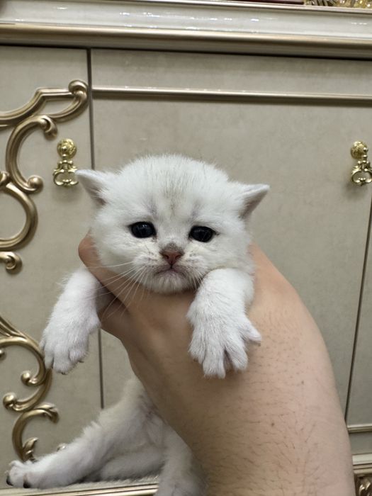 Продаются котята британская и шатланский шиншиллы 1 месяцный