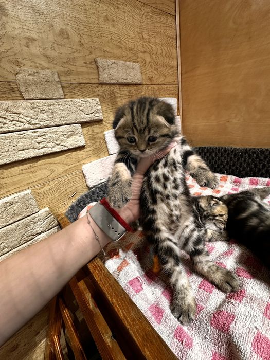 Котята скотиш страйт