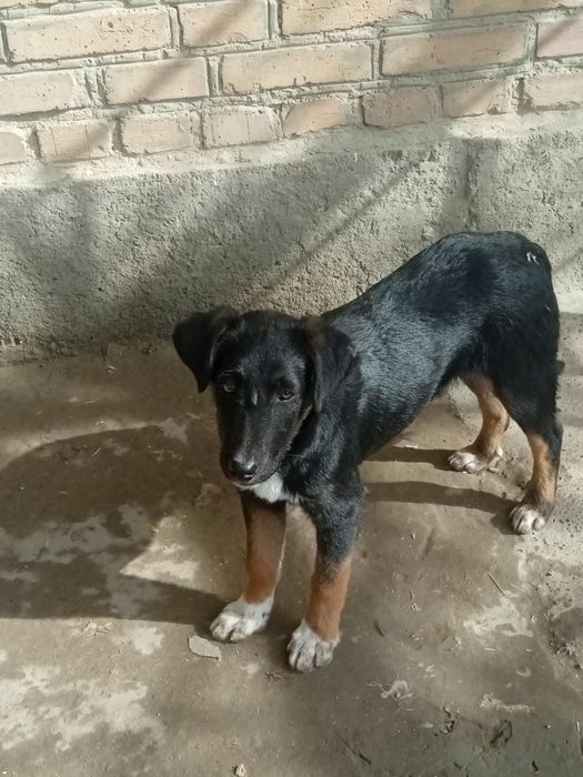 Продаются ЩЕНКИ! Ретривер+метис