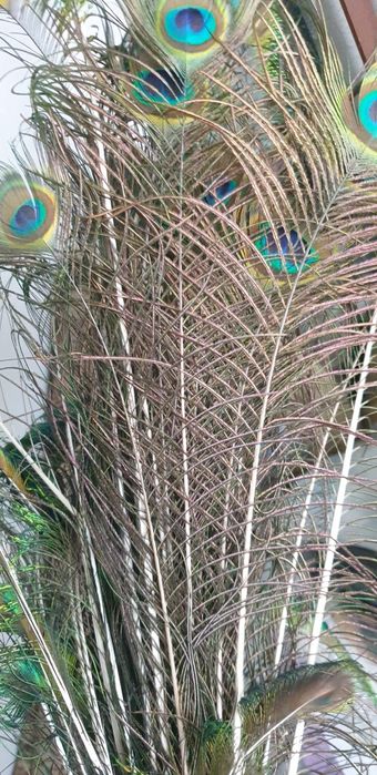 Живые Перья павлина декор
