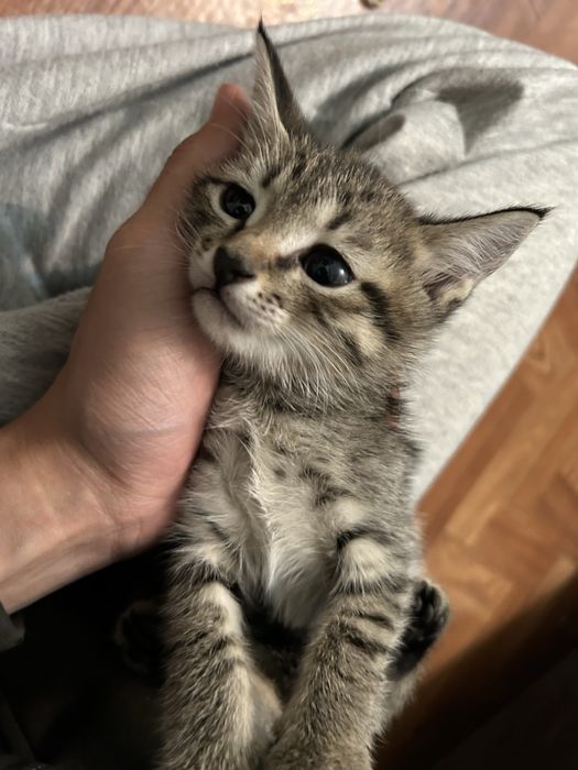 Котята полушотландки