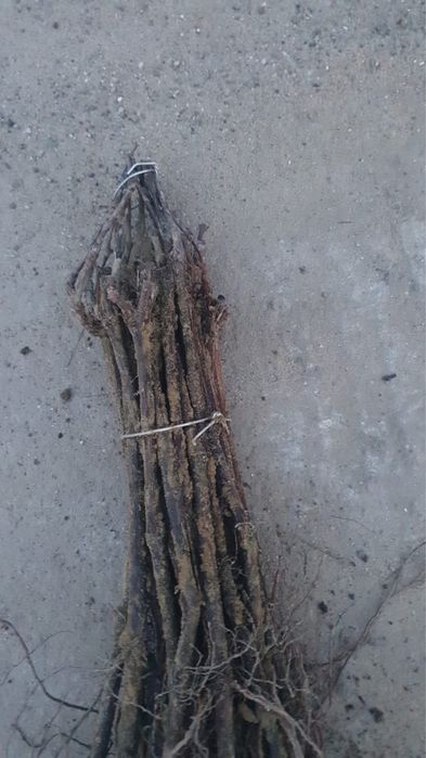 Butasi vita de vie anul 1