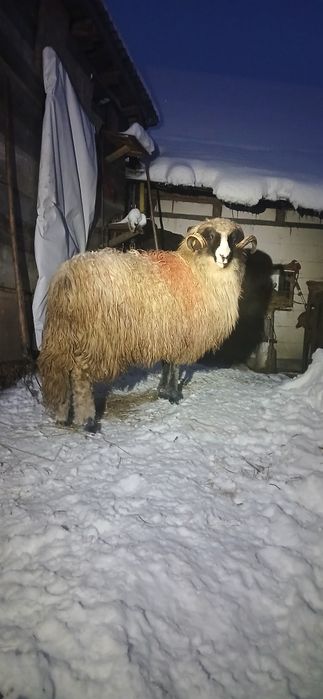 Mior disponibil   brez