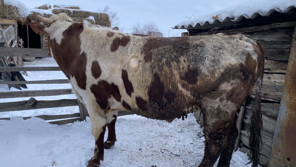 Продам быков на откорме