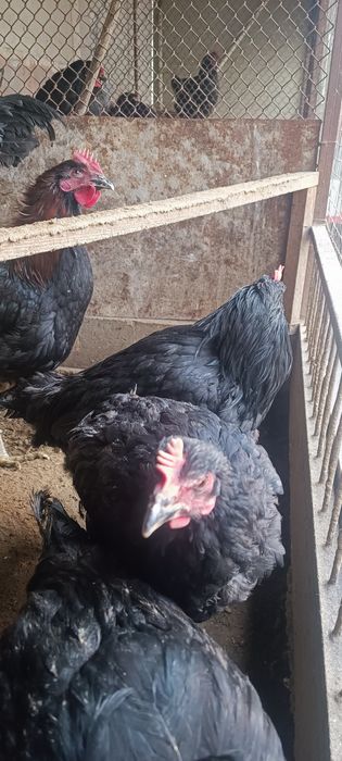 Хакикий гигант Корашахзода жужа хурозлари сотилади.