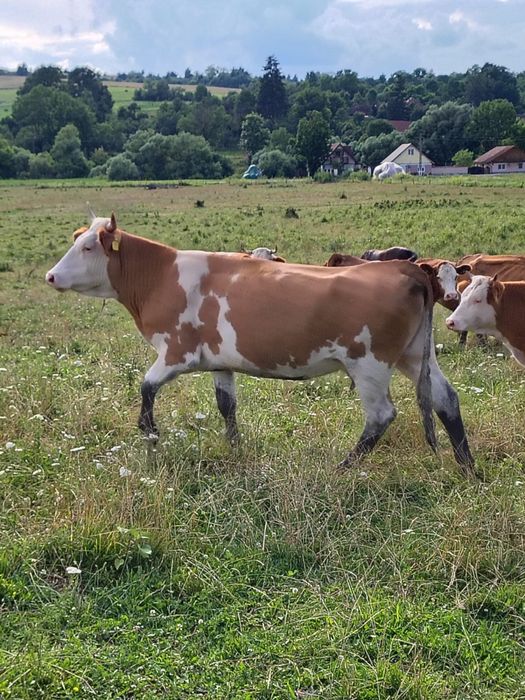 Vand taurasi si vaci