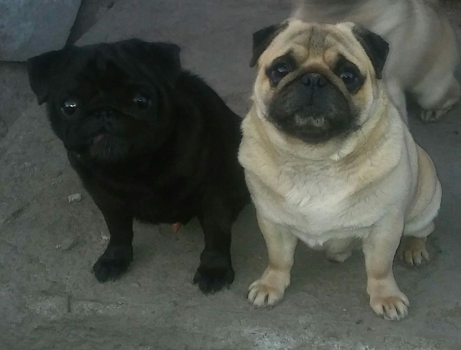 Предлагаю семь шикарных кобелей мопса для вязки