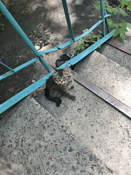 Отдам в добрые руки