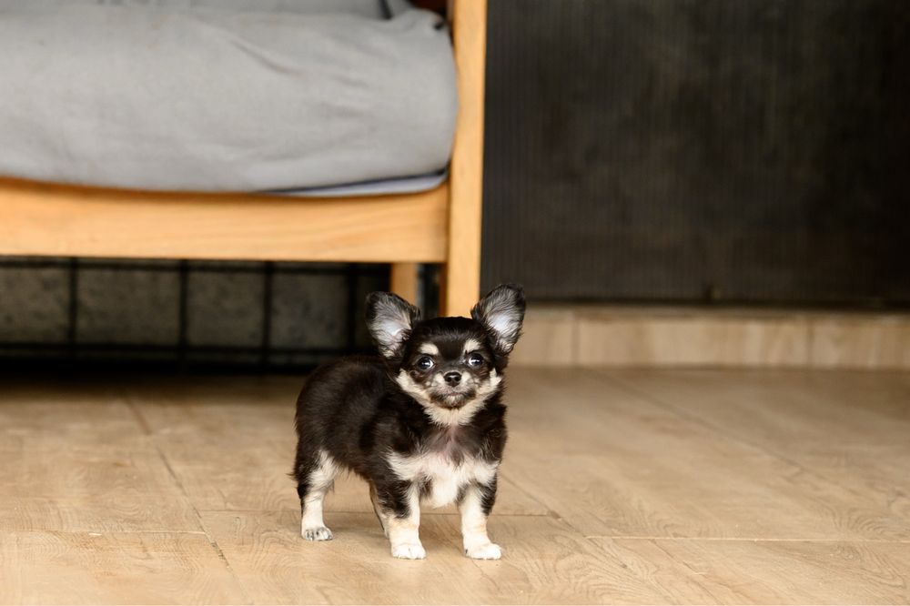 Chihuahacu  par lung