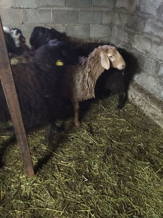 Тоқты сатам. Продам.