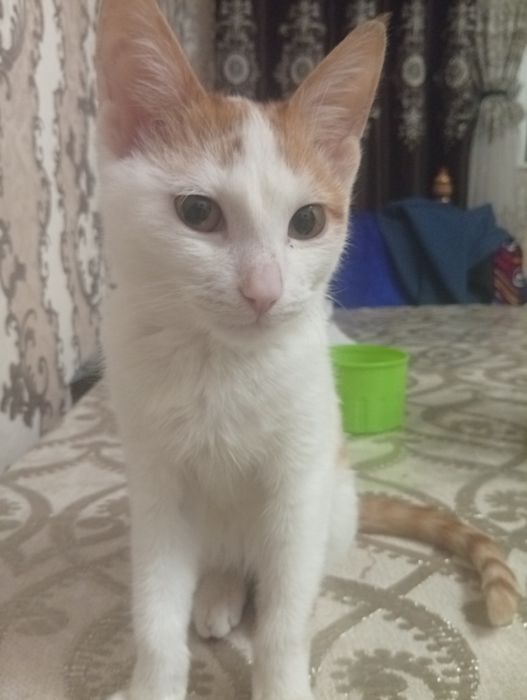 Hadya qilaman Aqlli mushukcha 3 oylik