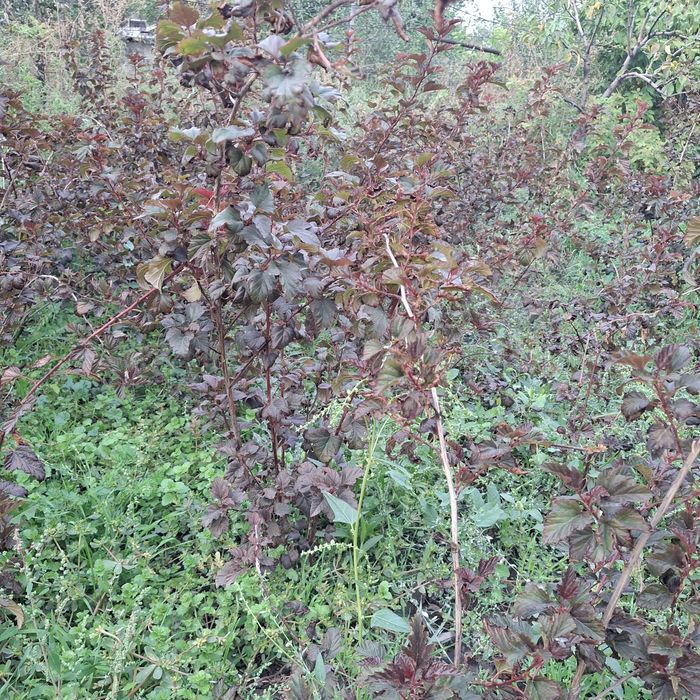 Растения,кусарники