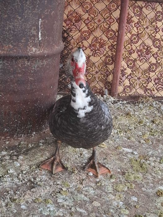 Неми патици.Мъжки свободен.