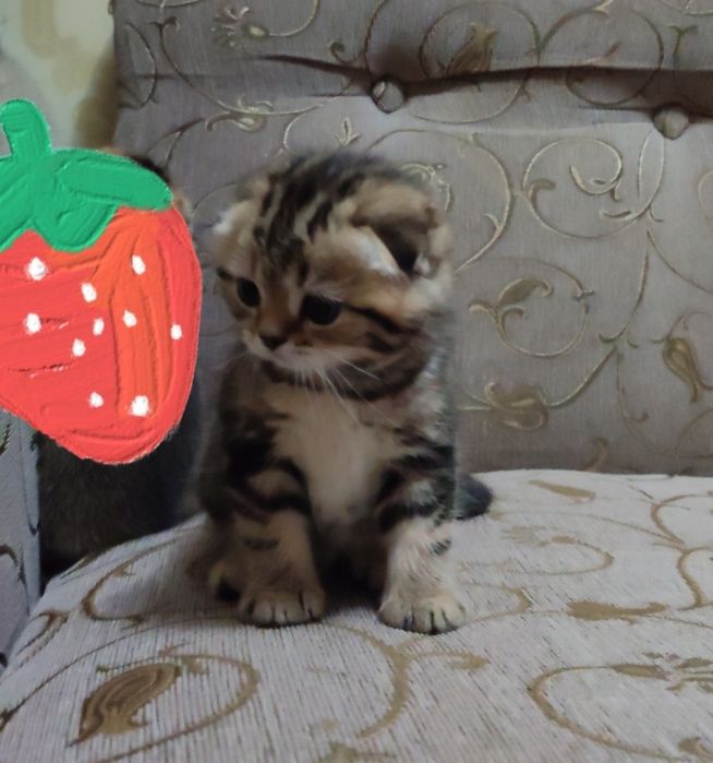 Срочно продаются котята