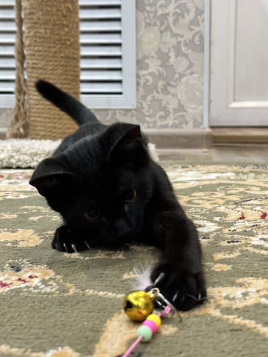 Котенок мальчик 3 месяца