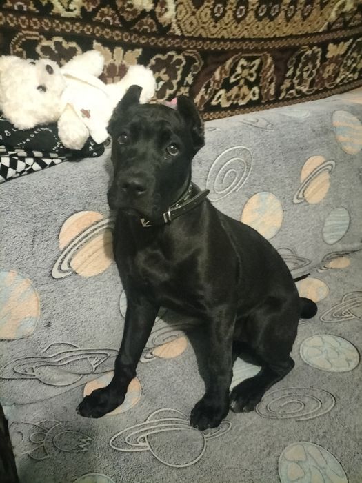 Кане корсо 4 месяца