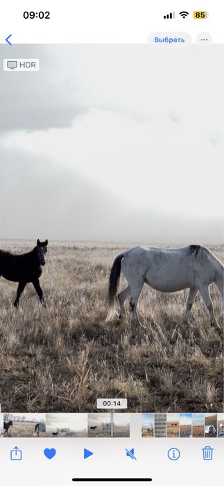 4 бас кулынды бие сатылады