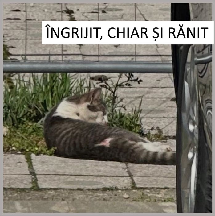 ADOPȚIE - Motănel de 9 luni