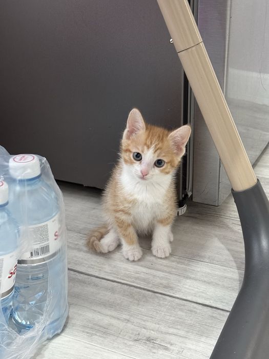 Продам рыжего котенка