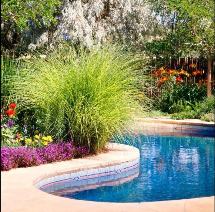 Plante mediteraneene ornamentale spații verzi, curte sau ghiveci - iarba elefantului stuf chinezesc