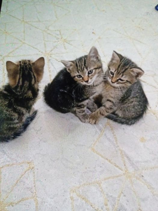 Отдам даром котят