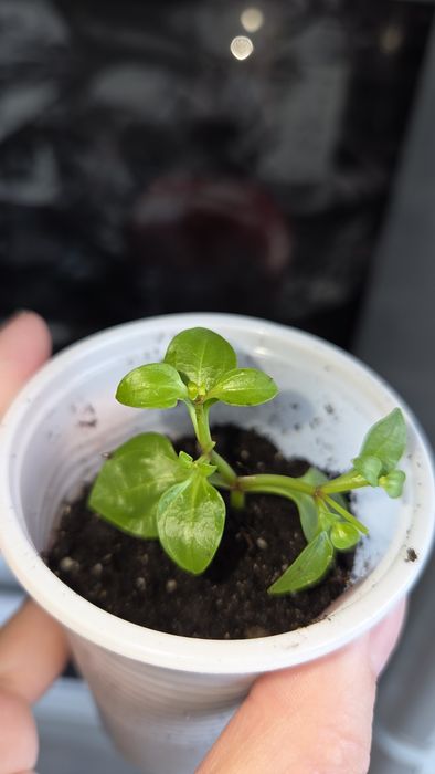 Комнатные цветы  экзакум