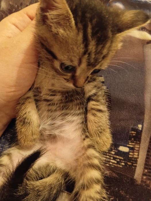Британский котята