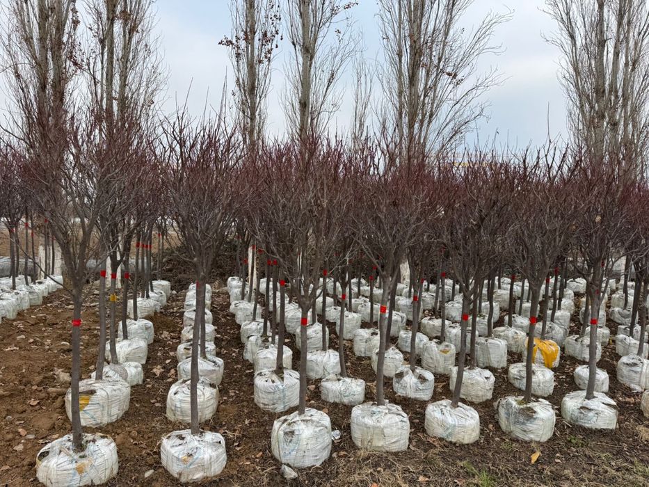 Саженцы көшет ағаш карагаш терек