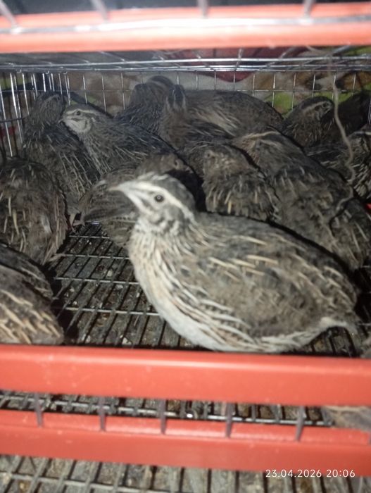 Prepelițe japoneze 5 săptămânii