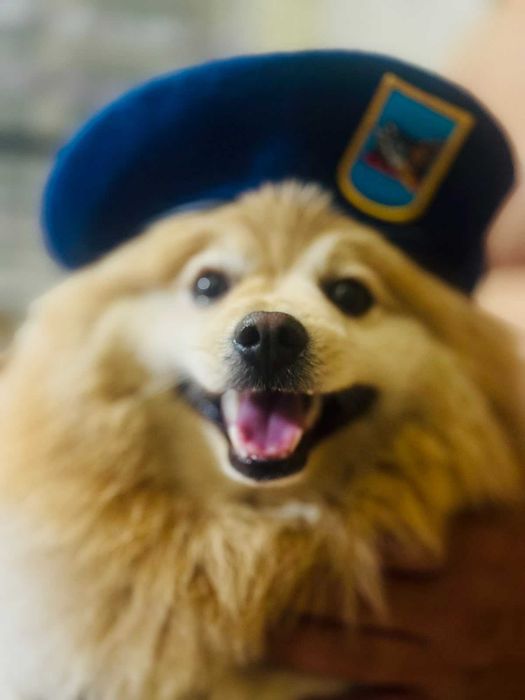 Немецкий шпиц 3 года